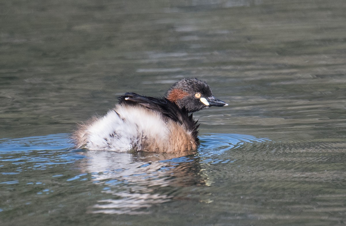 Australasian Grebe - ML625238264