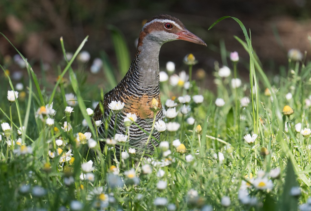 Buff-banded Rail - ML625238267