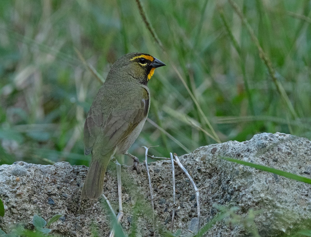 Yellow-faced Grassquit - ML625238280