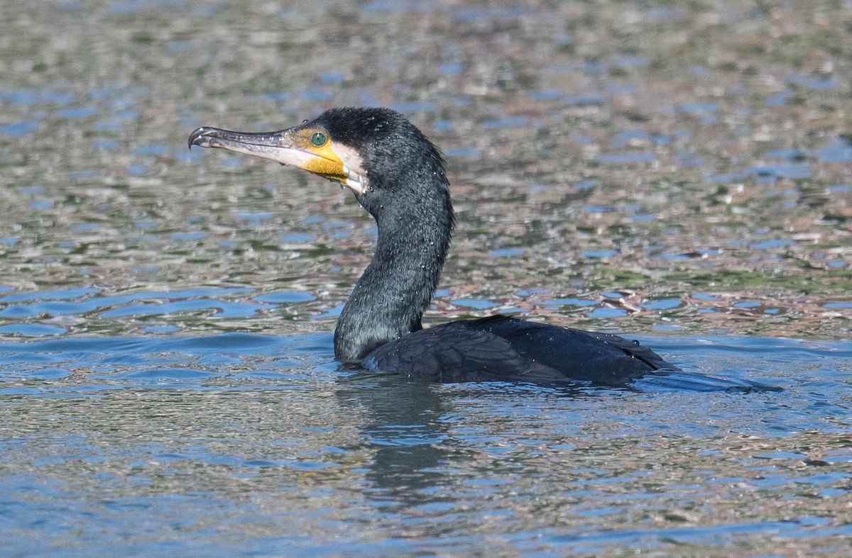 Great Cormorant - ML625238282