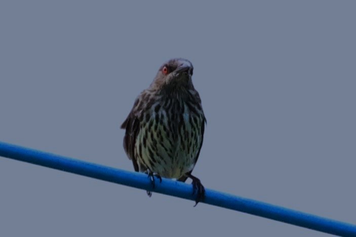 Asian Glossy Starling - ML625238310