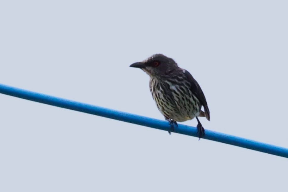 Asian Glossy Starling - ML625238311