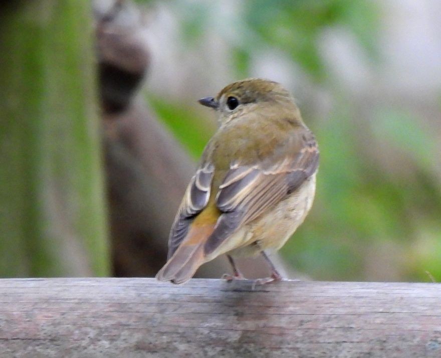 Narcissus Flycatcher - ML625238389