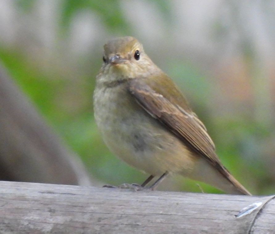 Narcissus Flycatcher - ML625238390