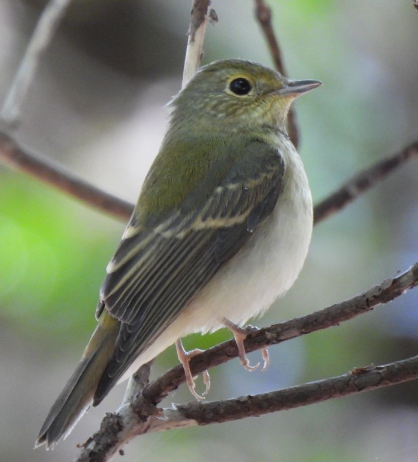 Narcissus Flycatcher - ML625238483