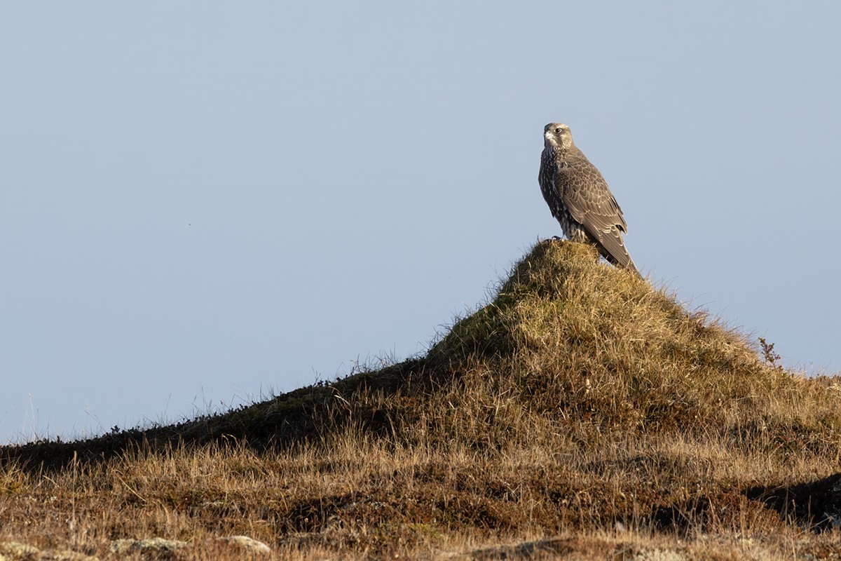 Gyrfalcon - ML625238537