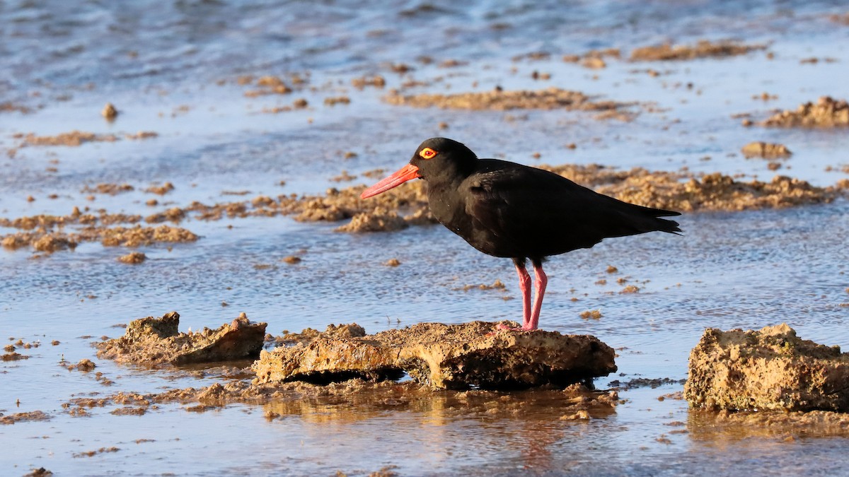 Sooty Oystercatcher - ML625238640