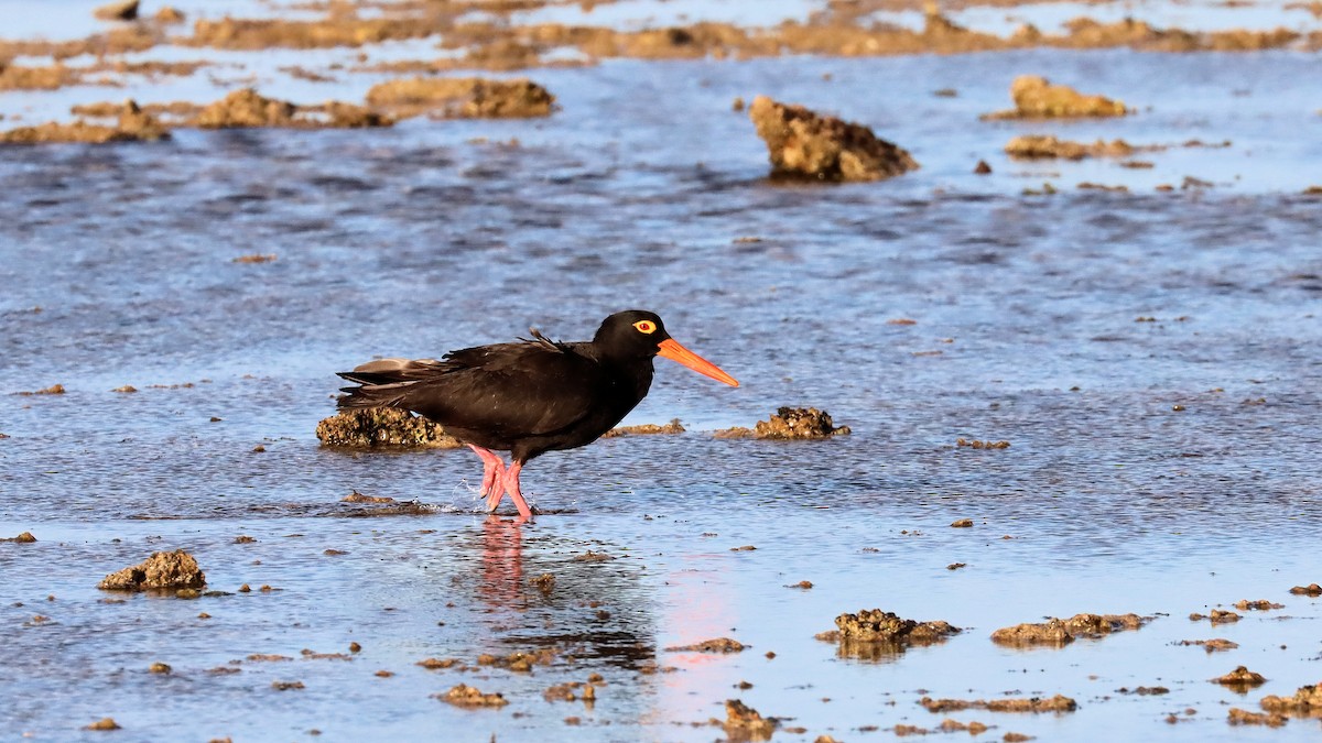 Sooty Oystercatcher - ML625238641