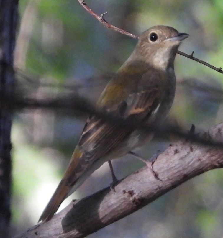 Narcissus Flycatcher - ML625238748