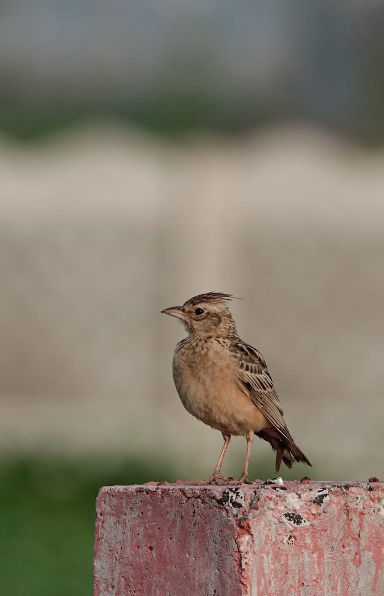 Tawny Lark - ML625238769