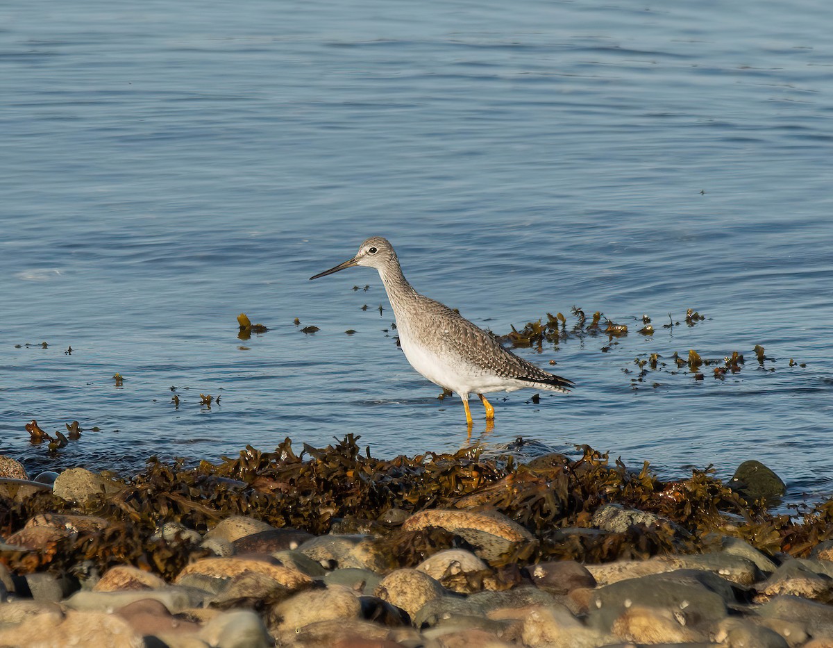 Greater Yellowlegs - ML625238780