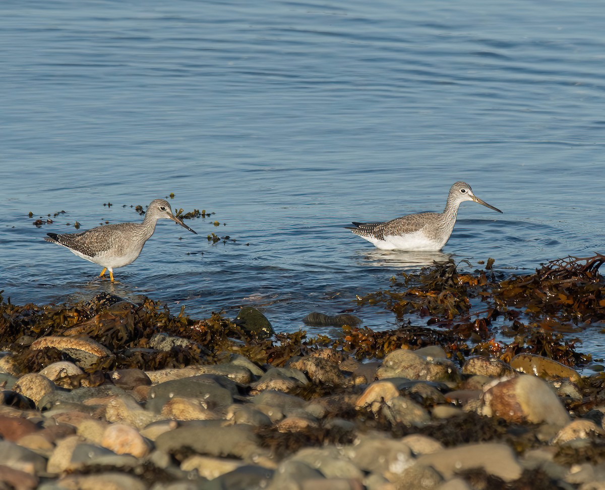 Greater Yellowlegs - ML625238781