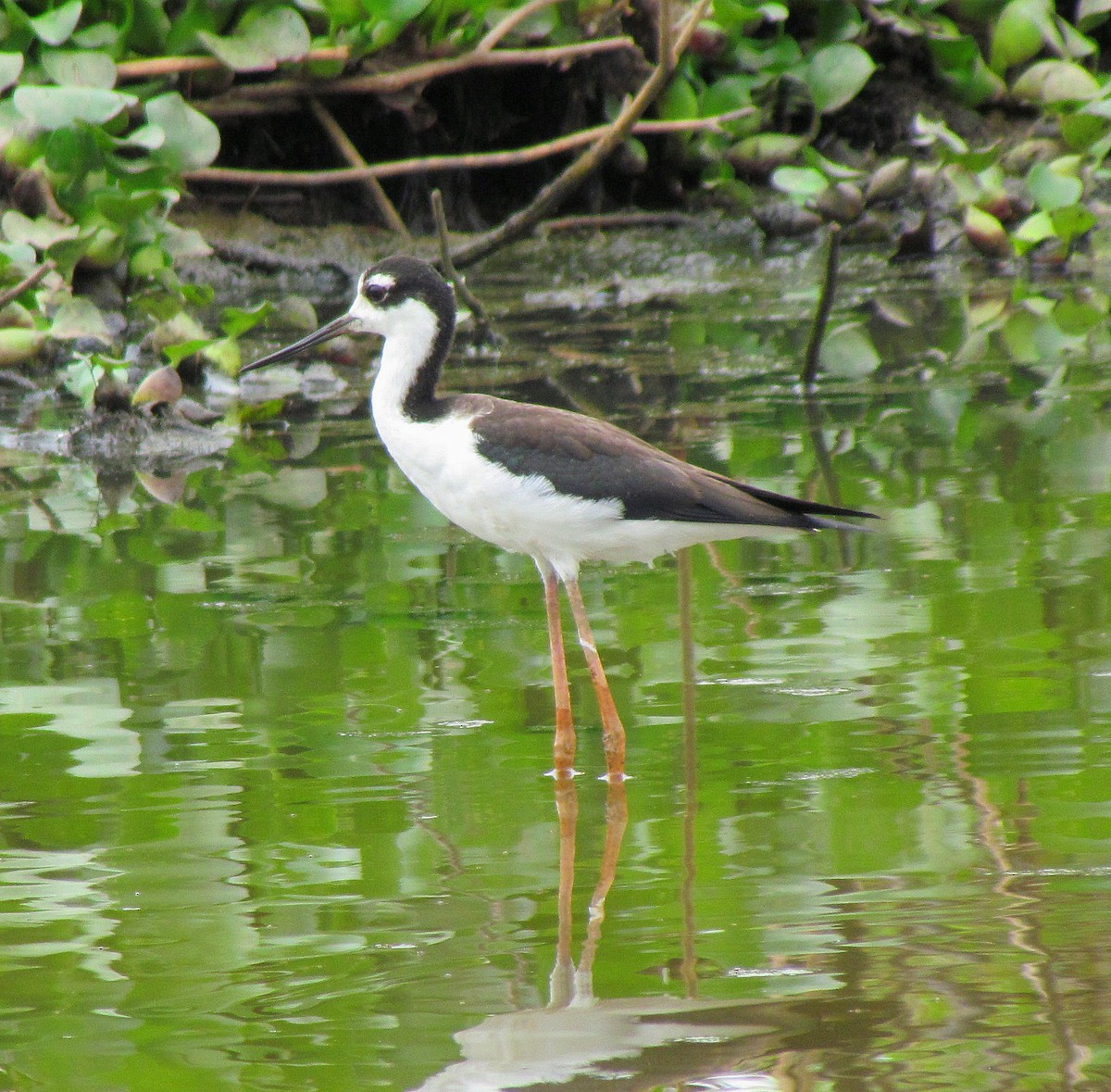 Black-necked Stilt - ML625238791