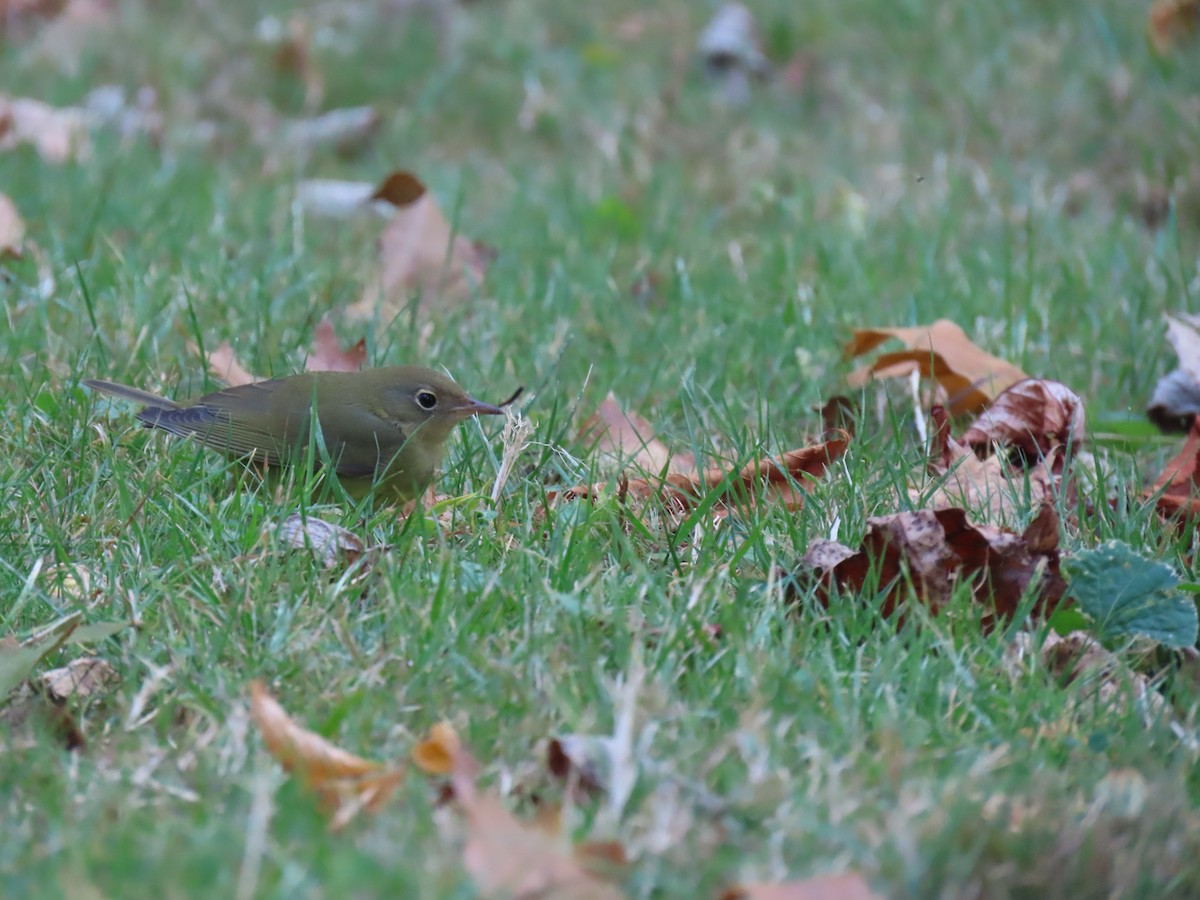 Connecticut Warbler - ML625238824