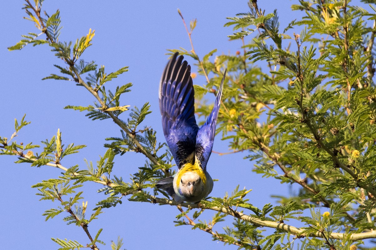 ホオアオサメクサインコ - ML625238946