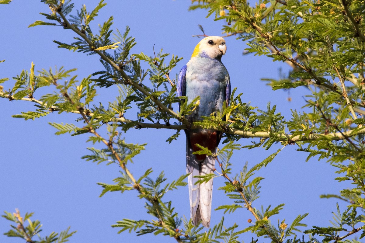 Pale-headed Rosella - Chris Barnes