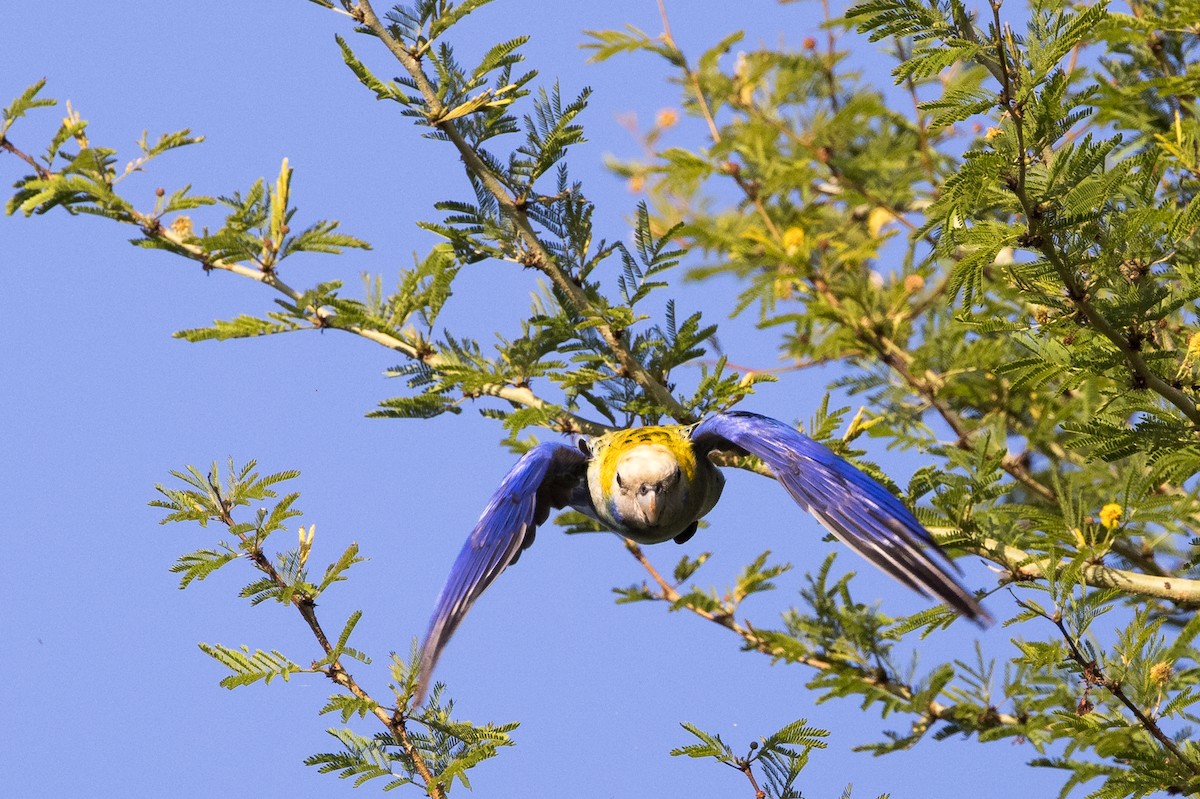 ホオアオサメクサインコ - ML625238948