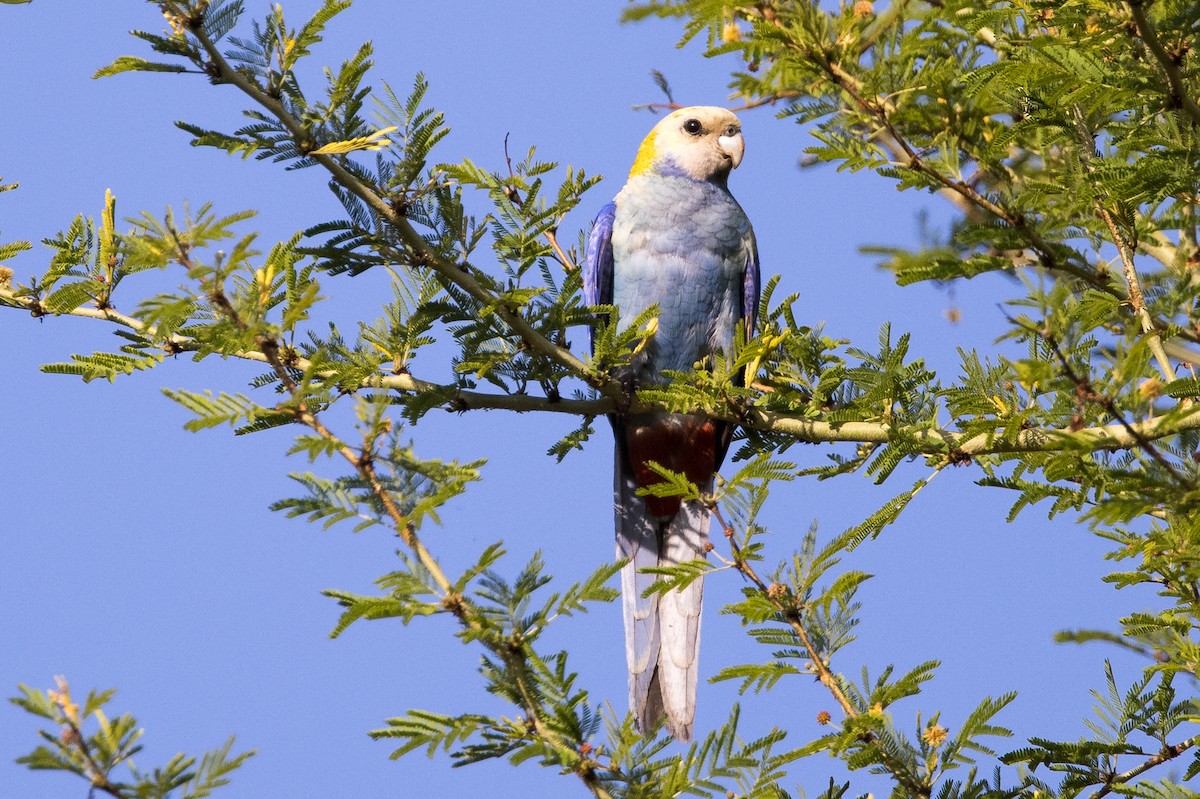 ホオアオサメクサインコ - ML625238949