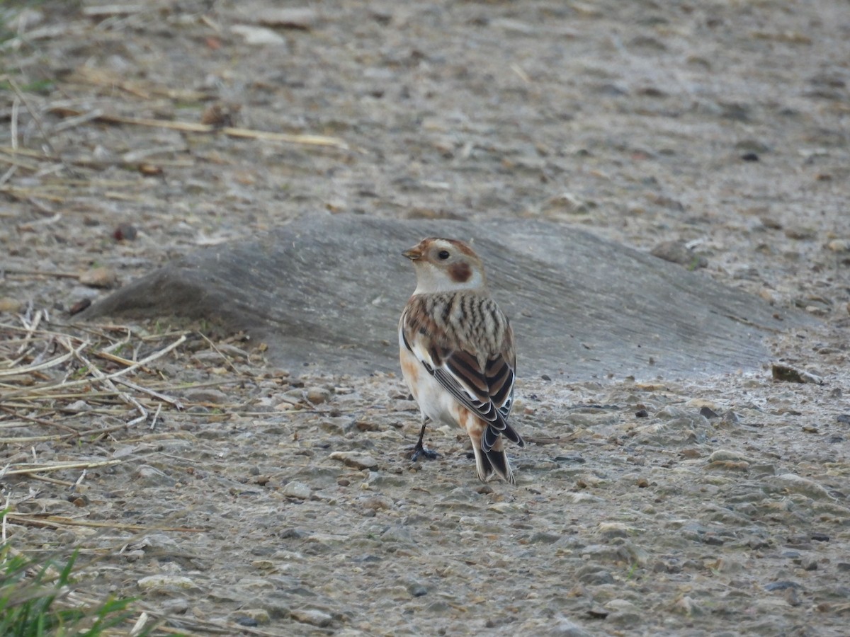 Snow Bunting - ML625239037