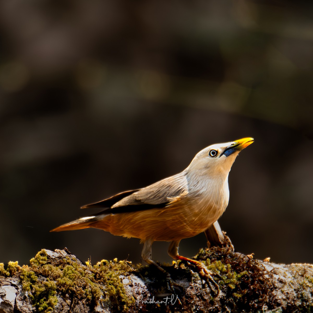 Malabar Starling - ML625239079