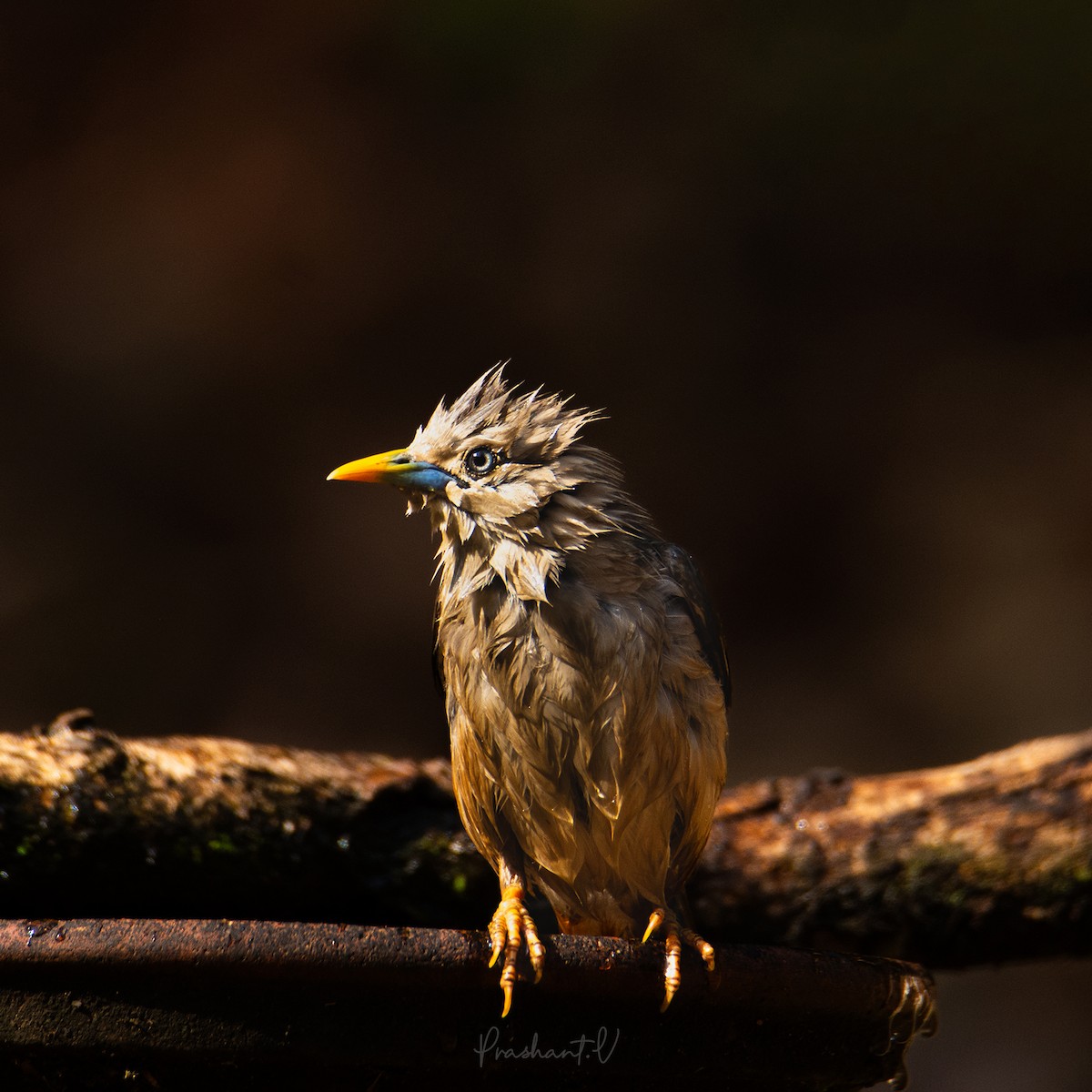 Malabar Starling - ML625239080