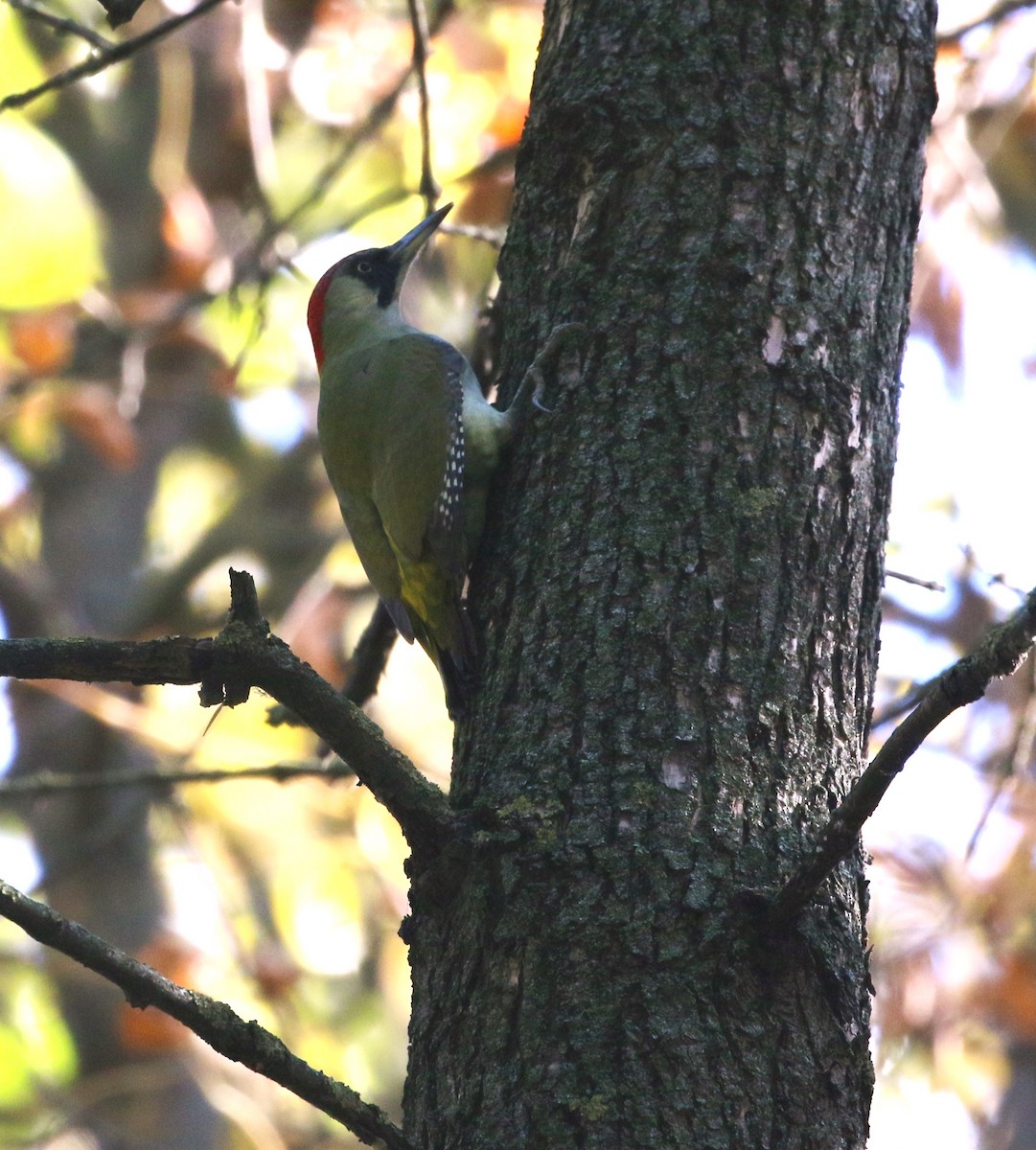 Eurasian Green Woodpecker - ML625239158