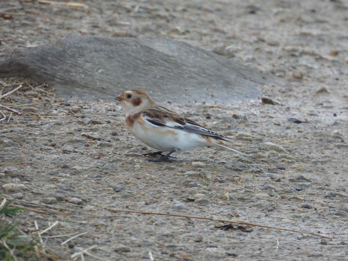 Snow Bunting - ML625239188