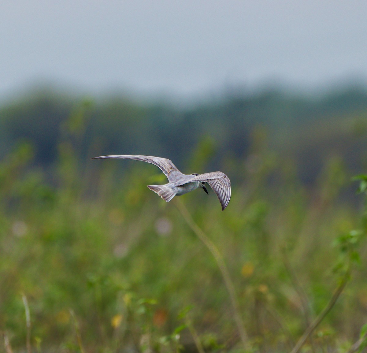 Whiskered Tern - ML625239211