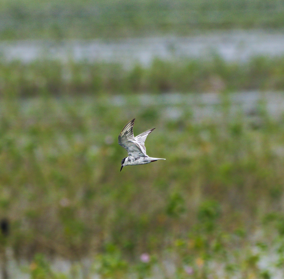 Whiskered Tern - ML625239212