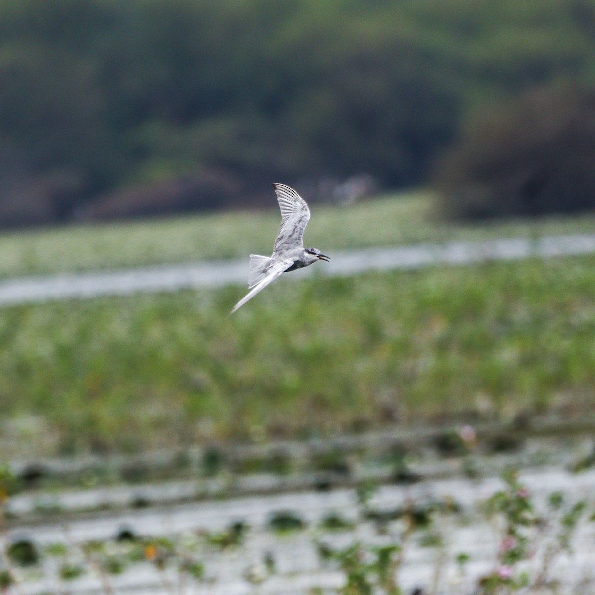 Whiskered Tern - ML625239213