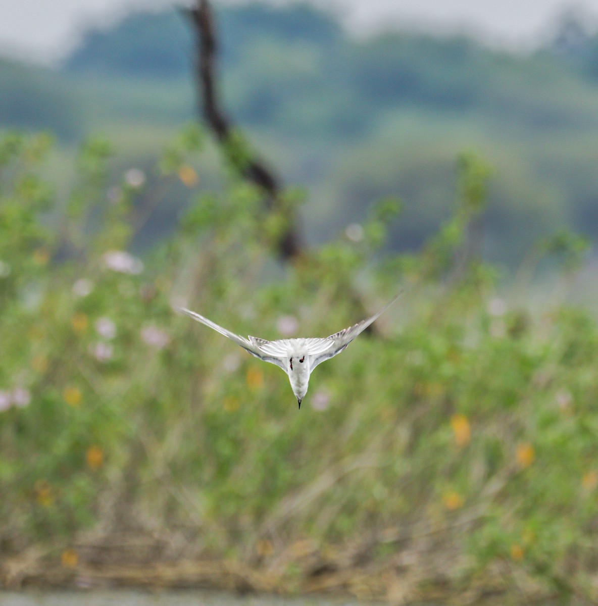 Whiskered Tern - ML625239214