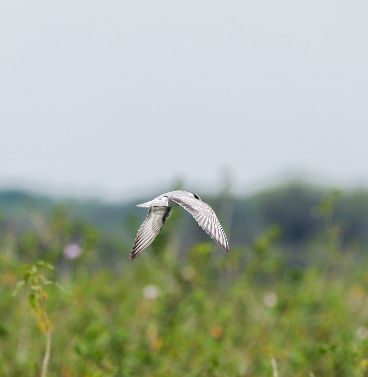 Whiskered Tern - ML625239215