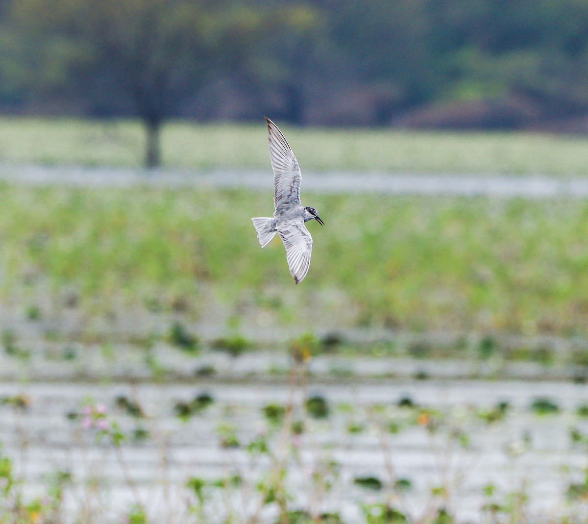 Whiskered Tern - ML625239216