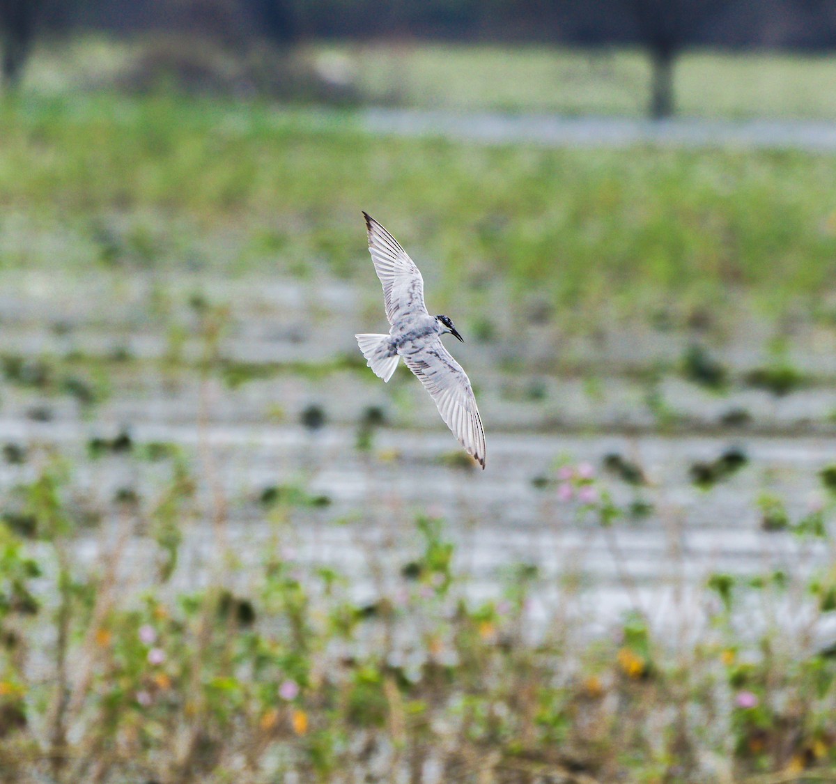 Whiskered Tern - ML625239217