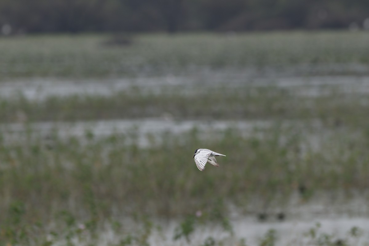 Whiskered Tern - ML625239218