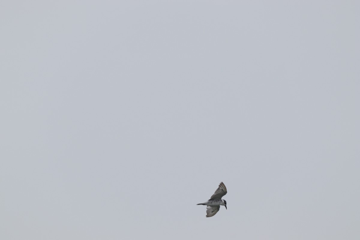 Whiskered Tern - ML625239238