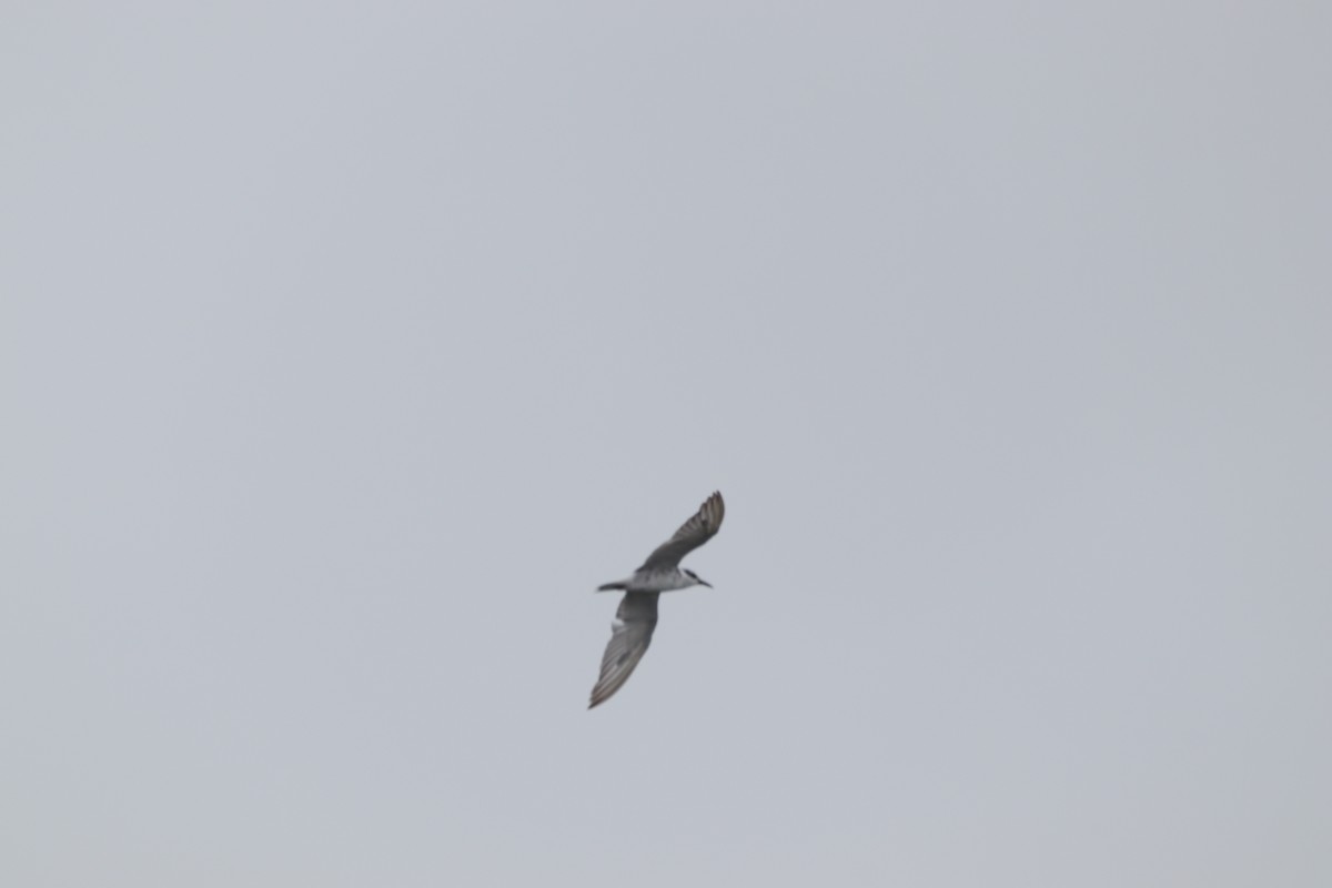 Whiskered Tern - ML625239239