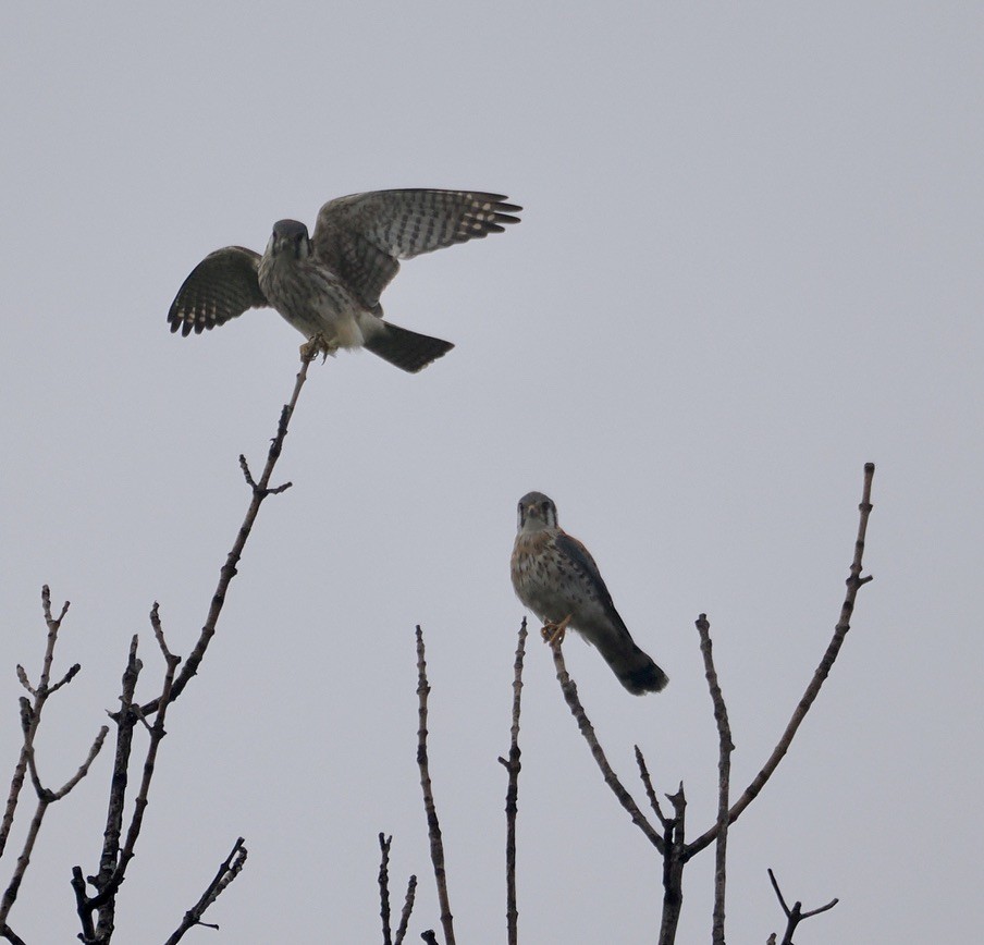 American Kestrel - ML625239267