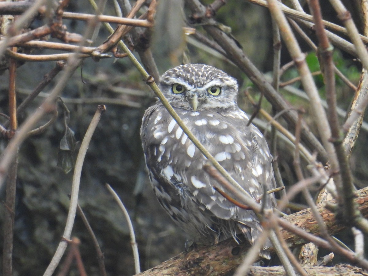 Little Owl - ML625239325