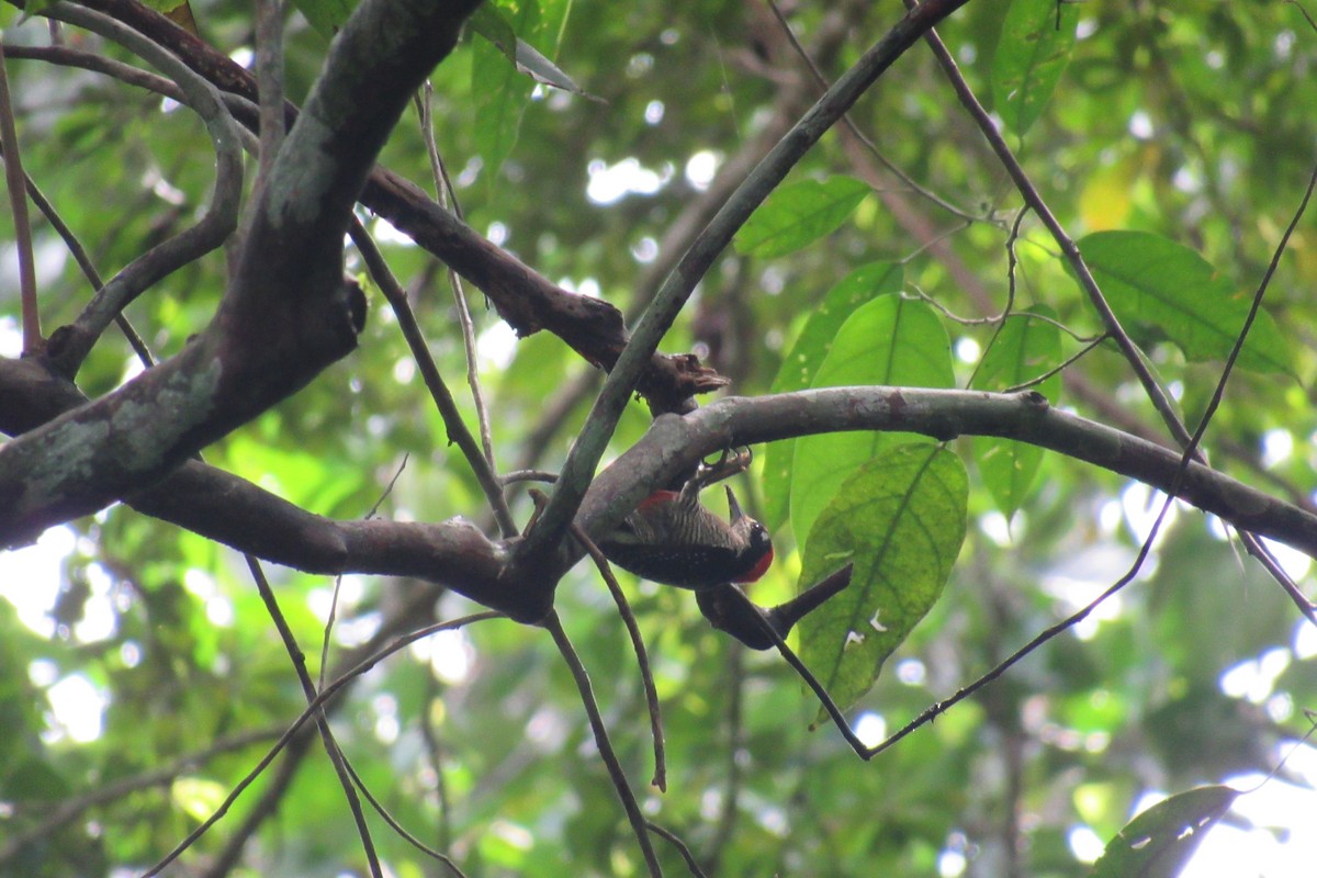 Black-cheeked Woodpecker - ML625239361