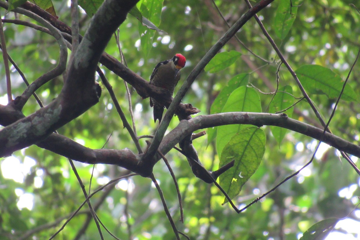 Black-cheeked Woodpecker - ML625239362