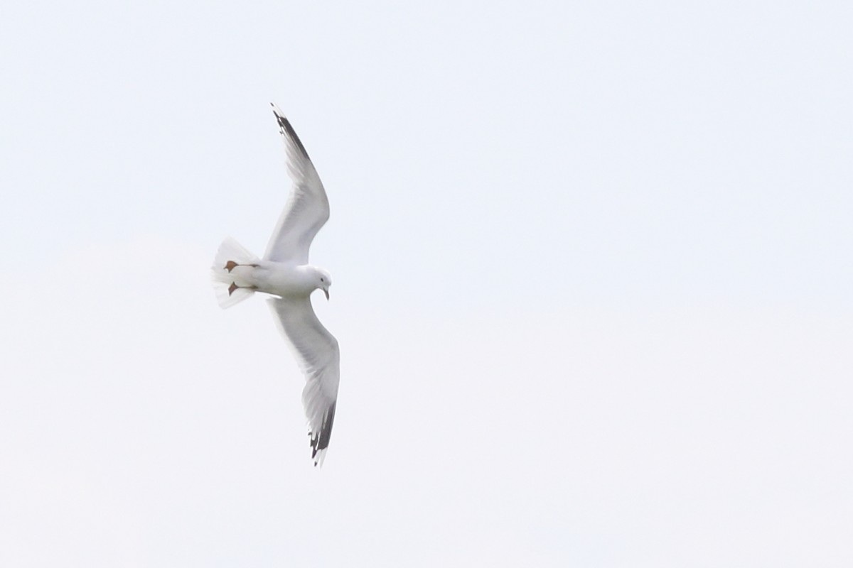 Common Gull - ML625239566