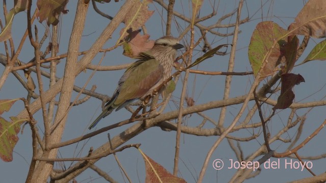 Purple Roller - ML625239615