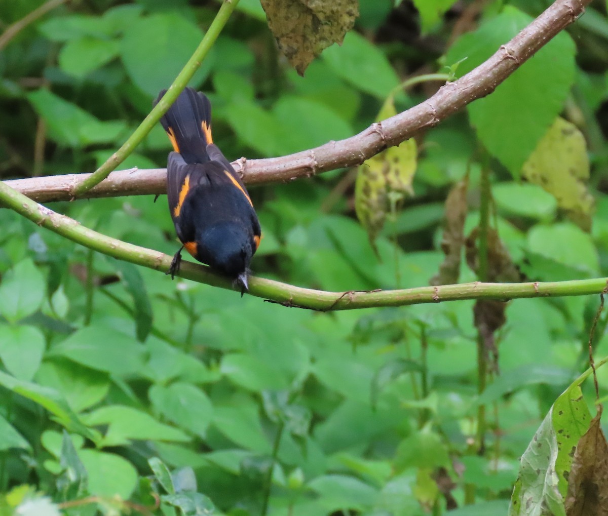 American Redstart - ML625239821