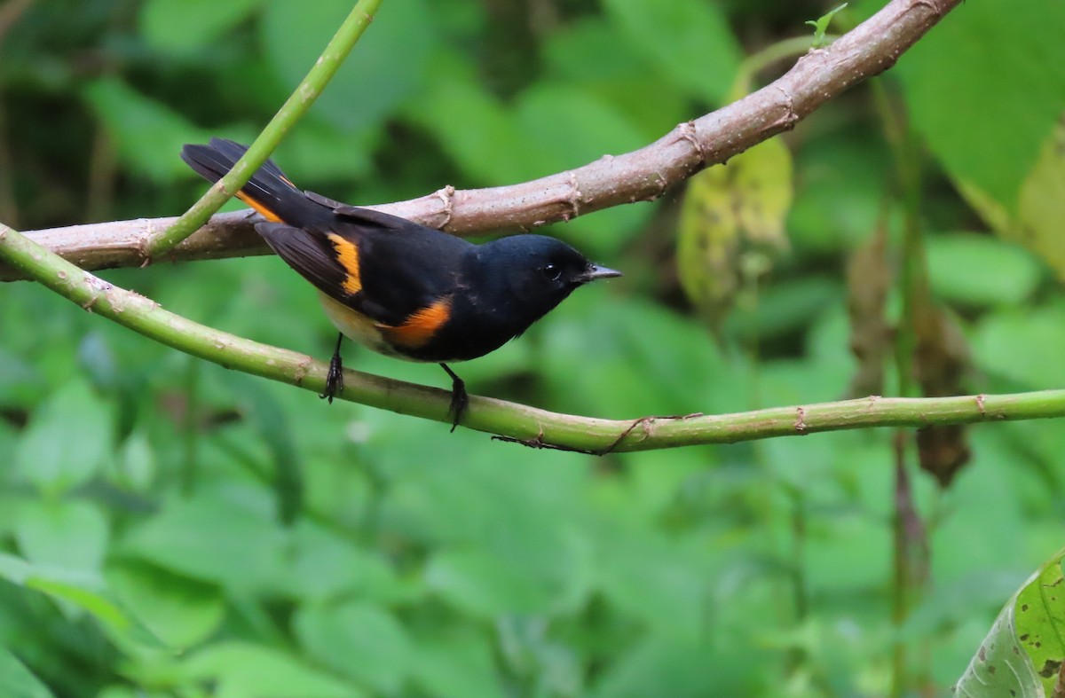 American Redstart - ML625239822