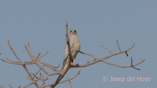 Dark Chanting-Goshawk - ML625239849