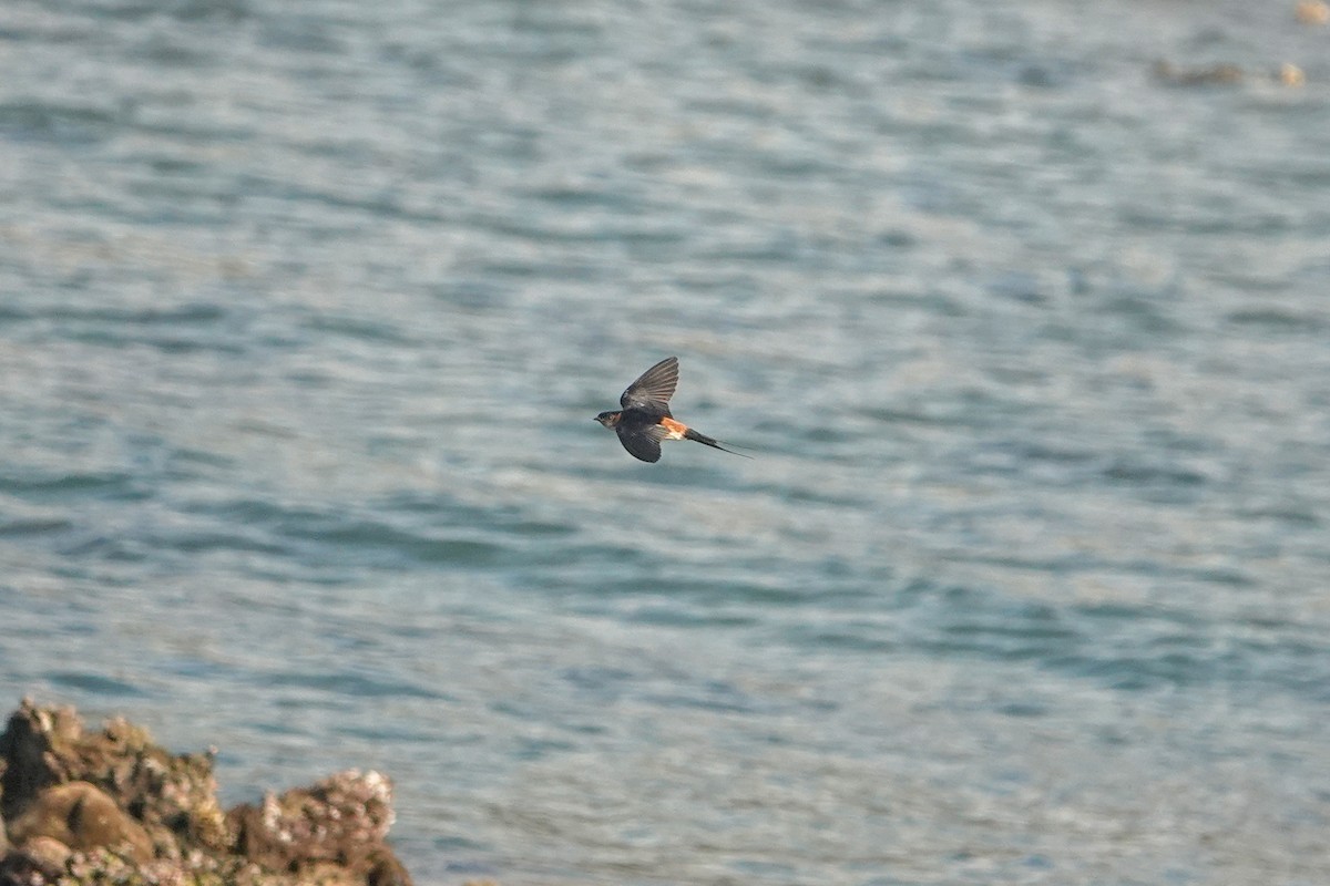 Eastern Red-rumped Swallow (Striated) - ML625239886