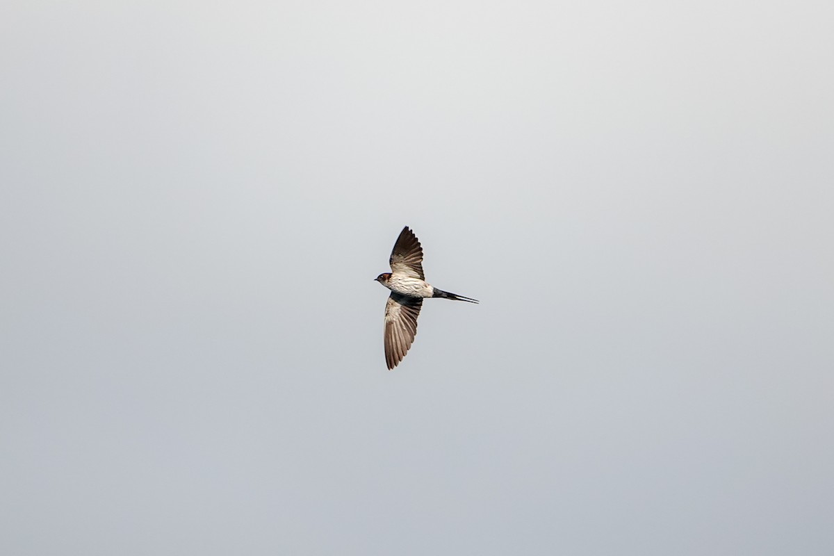 Eastern Red-rumped Swallow (Striated) - ML625239887