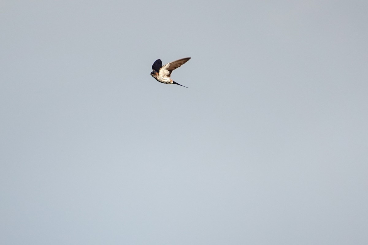 Eastern Red-rumped Swallow (Striated) - Guillaume Calcagni