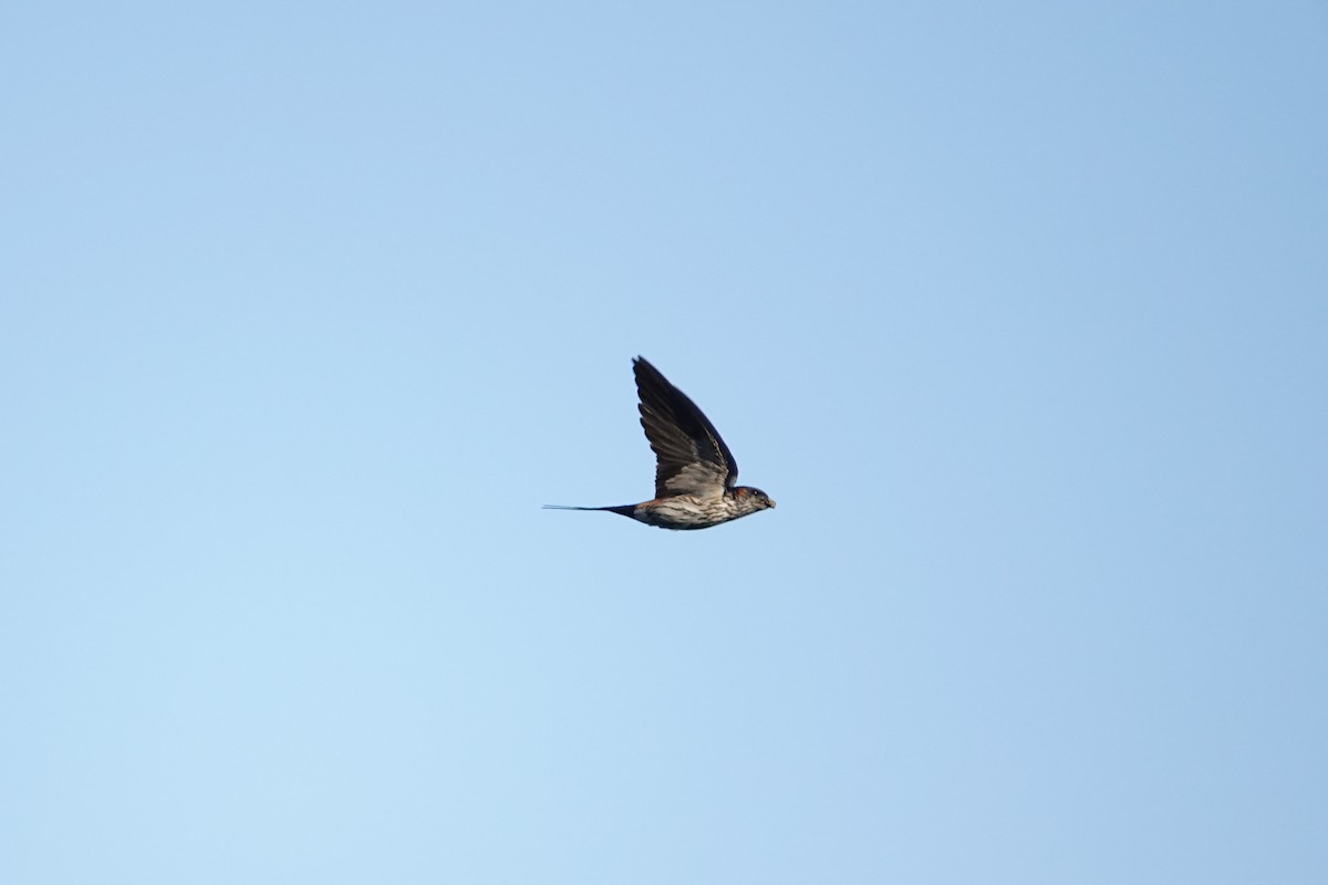 Eastern Red-rumped Swallow (Striated) - ML625239892